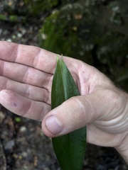 Tradescantia subaspera