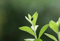 Asiopus minimus