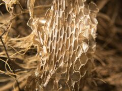 Natrix astreptophora