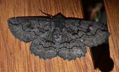 Melanodes anthracitaria