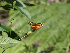 Castilia chinantlensis