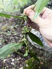 Tradescantia subaspera
