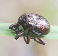 Chalcodermus