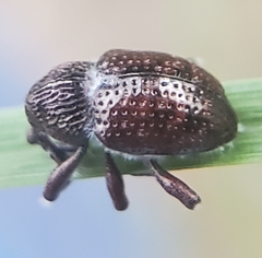 Chalcodermus