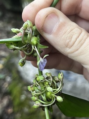 Tradescantia subaspera