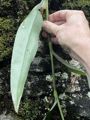 Tradescantia subaspera