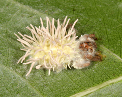 Gibellula