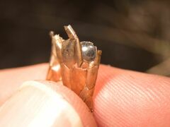 Natrix astreptophora