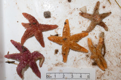 Asteriidae