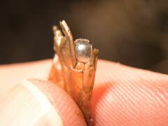 Natrix astreptophora