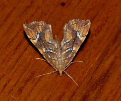 Musotima nitidalis