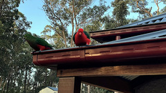 Alisterus scapularis