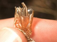 Natrix astreptophora