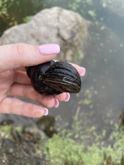 Cipangopaludina chinensis