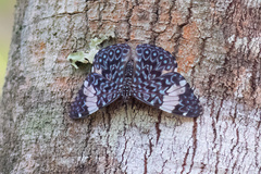 Hamadryas