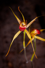 Caladenia pectinata