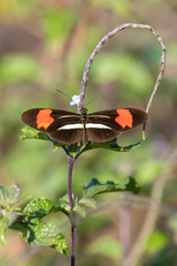 Heliconius erato