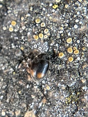 Nephus binaevatus