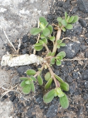 Portulaca oleracea image