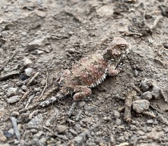 Phrynosoma blainvillii