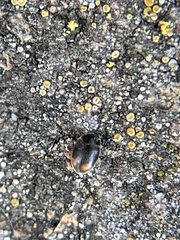 Nephus binaevatus