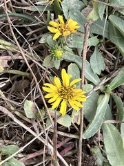 Grindelia stricta