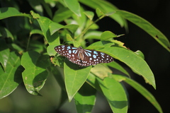 Tirumala limniace limniace