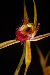 Caladenia pectinata