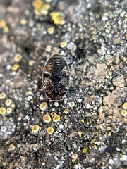Nephus binaevatus