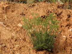 Lomatium macrocarpum