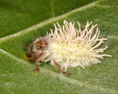 Gibellula