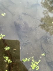 Cipangopaludina chinensis