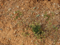 Lomatium macrocarpum