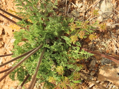 Lomatium macrocarpum