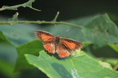 Deudorix epijarbas menesicles