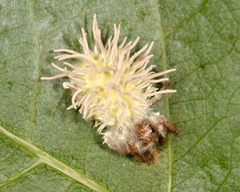 Gibellula