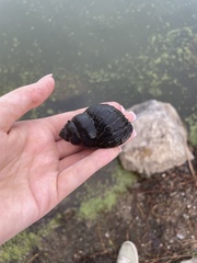 Cipangopaludina chinensis