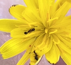 Cardiocondyla mauritanica