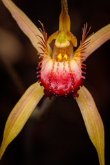 Caladenia pectinata