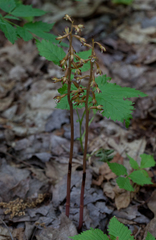 Corallorhiza maculata maculata