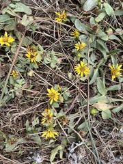 Grindelia stricta