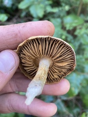 Cortinarius
