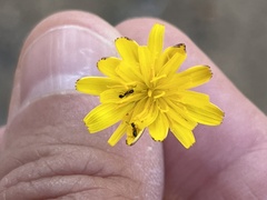 Cardiocondyla mauritanica