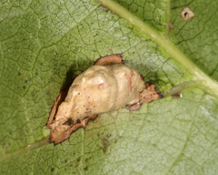 Macrodiplosis majalis