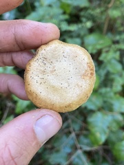 Cortinarius