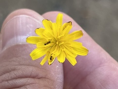 Cardiocondyla mauritanica