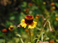 Helenium amphibolum