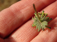 Lomatium macrocarpum