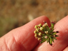 Lomatium macrocarpum