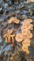 Desarmillaria tabescens